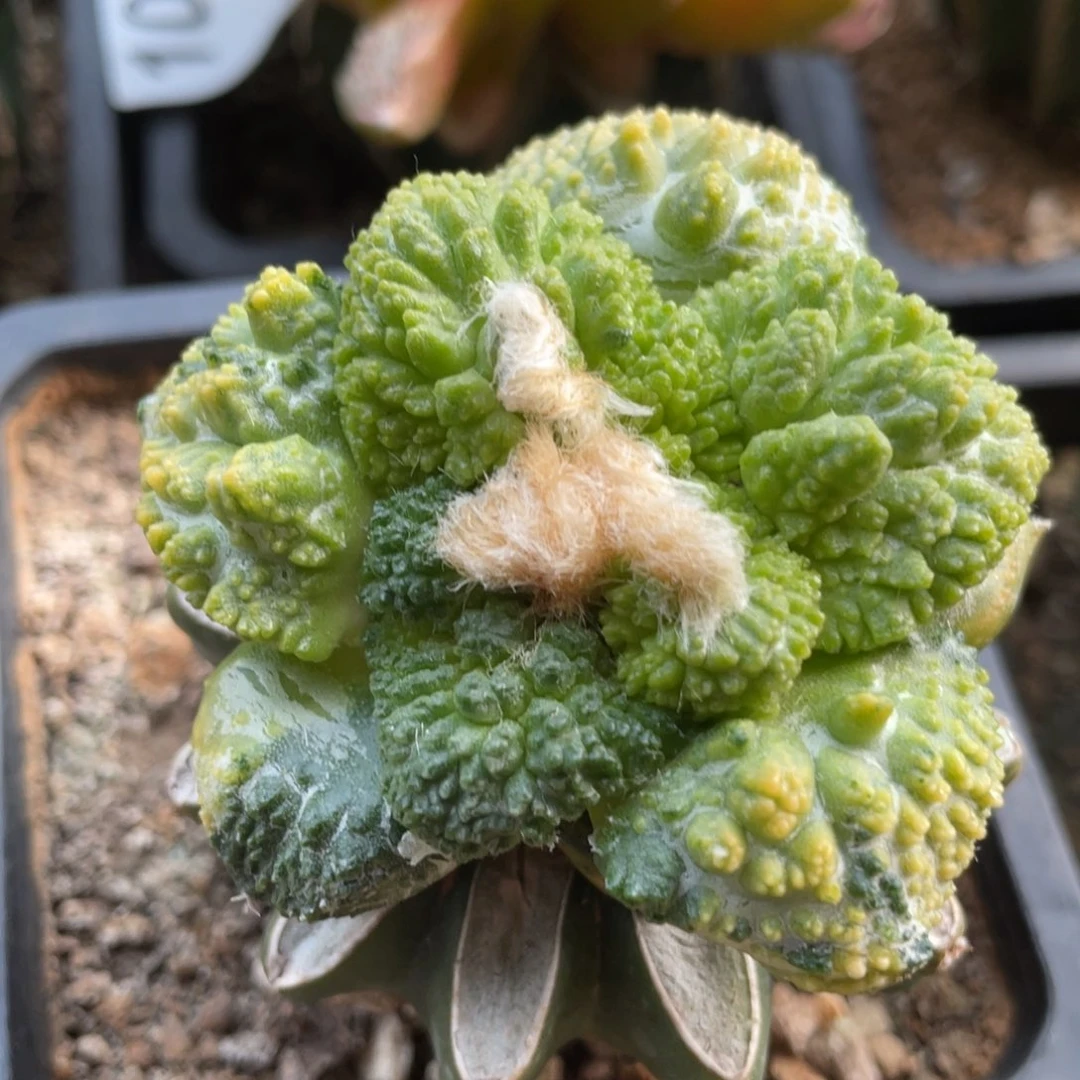 全部花朵精选散斑大犹菜花牡丹锦