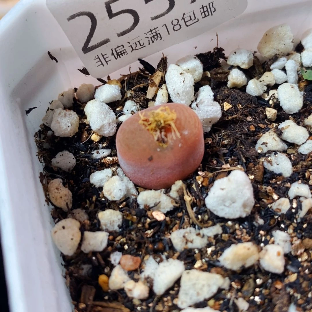 2557--一物一拍 带盆 1430.5水蜜桃