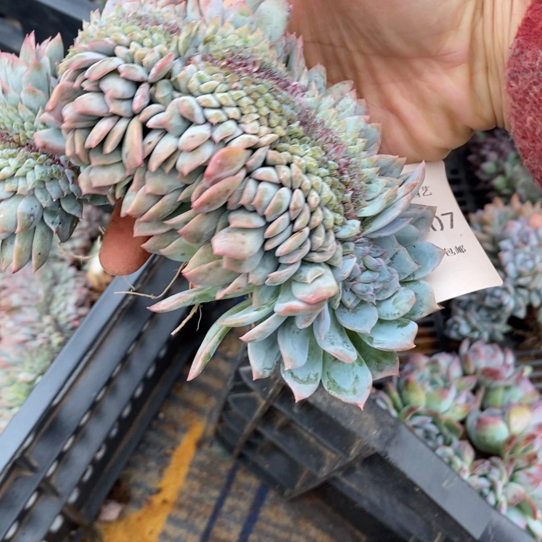 e***e冰魄缀化多肉多肉007