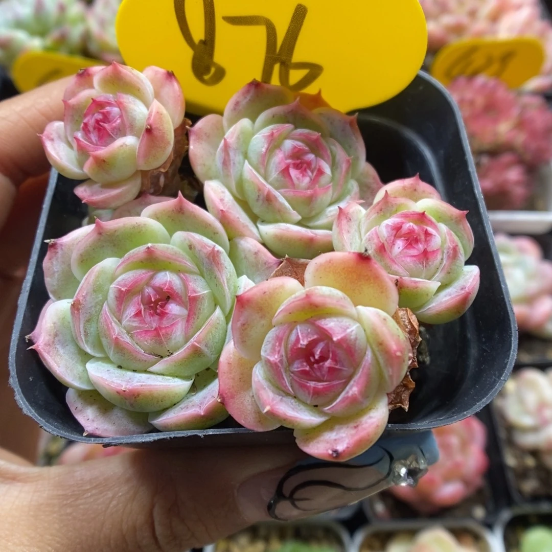 白芷珍妮群生876号。