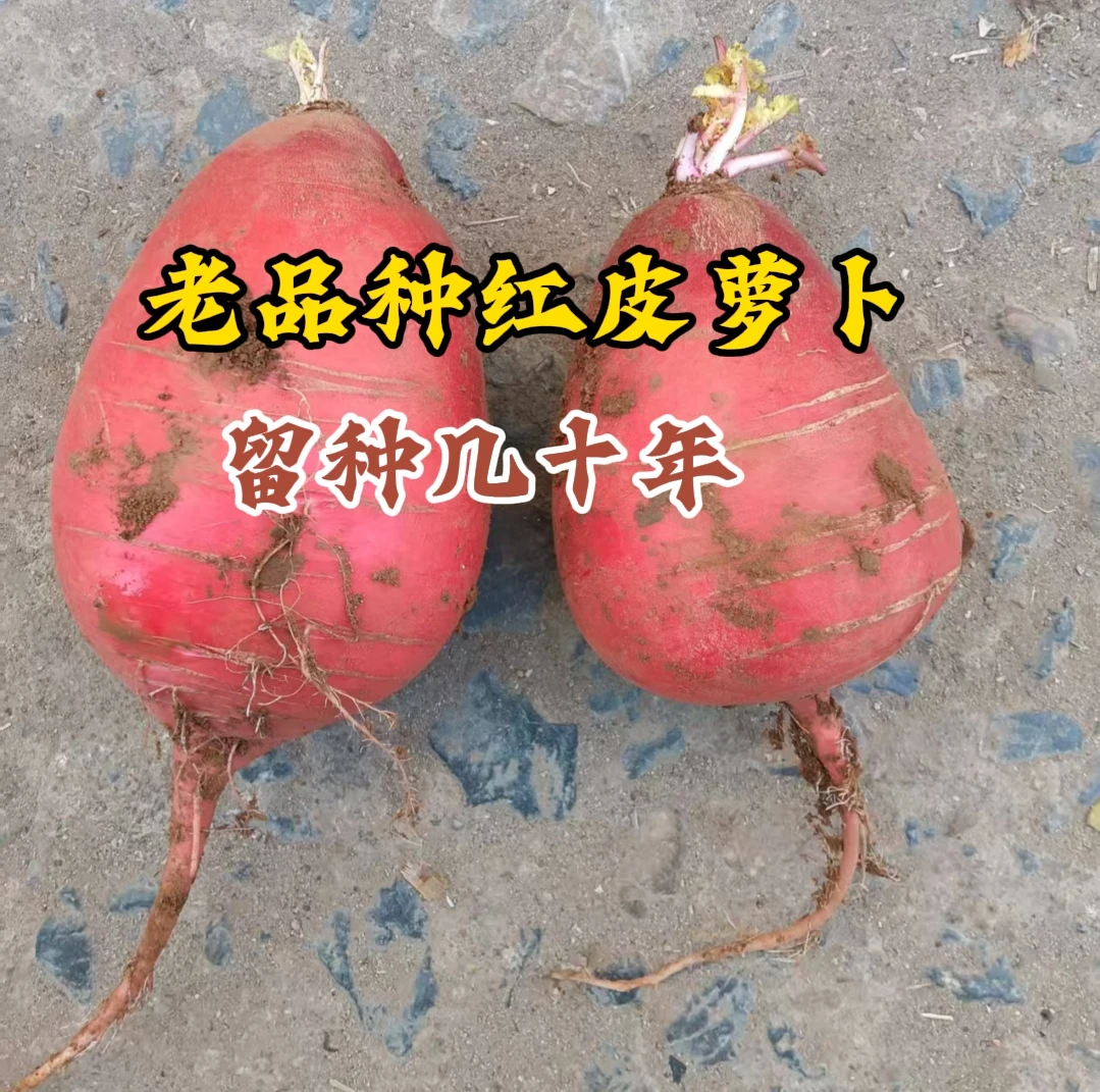 80年代老品种红皮萝卜种子 红皮白瓤 萝卜肉细腻   小时候的萝卜