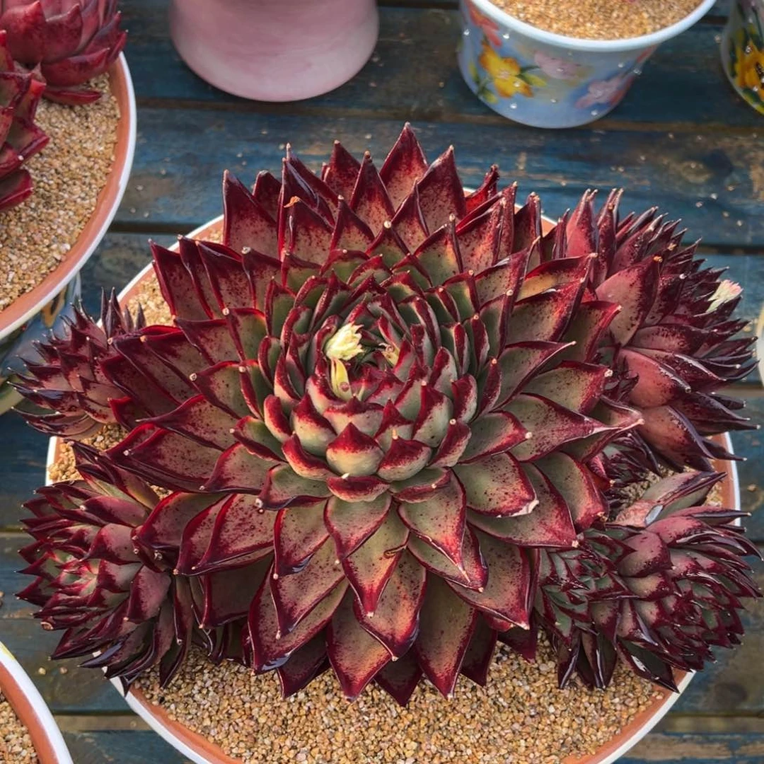 从前慢多肉精选编号0216.原始伊莲娜