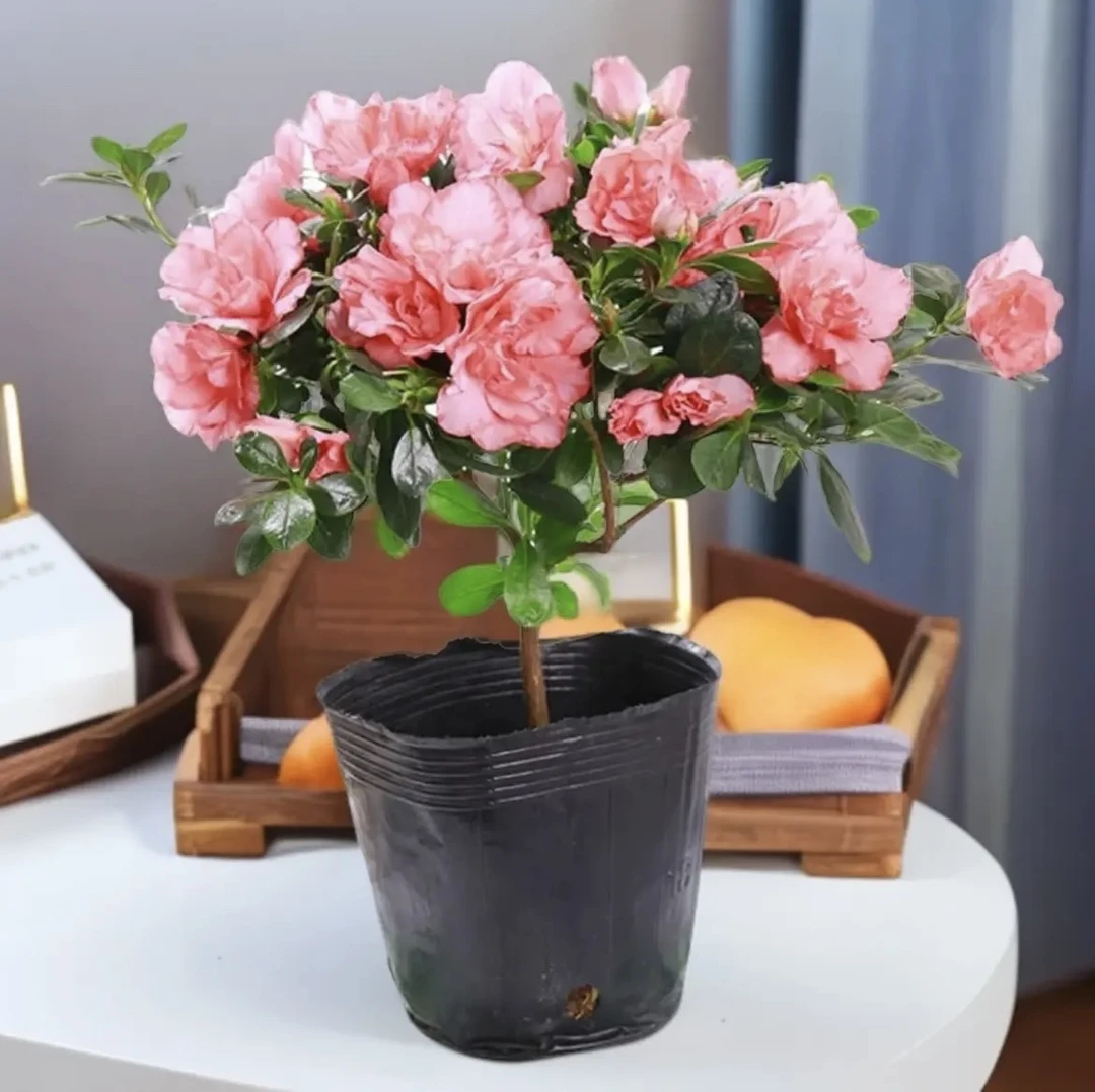 樱桃红杜鹃花带花苞冠幅20厘米左右高度30-40厘米