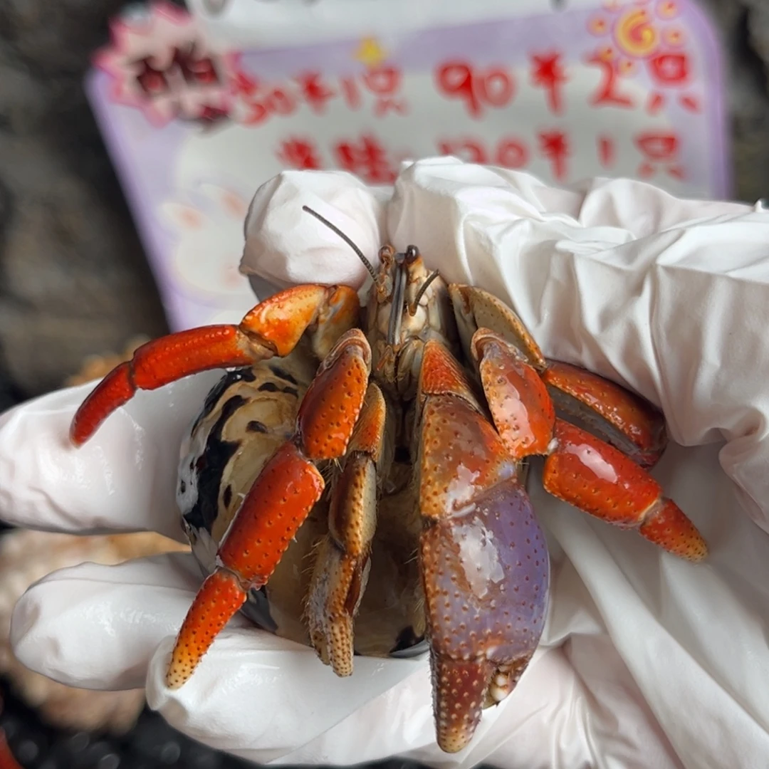 福利 红腿胖西伯2.9口