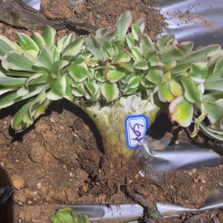 搬***工509，绿珀缀化法师
