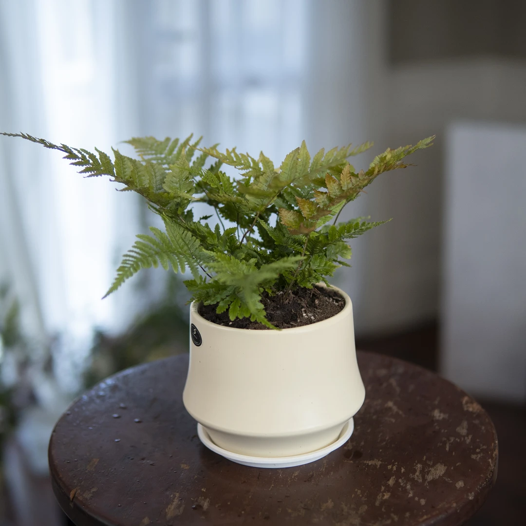 【红盖毛蕨】盆栽种好露天庭院盆栽花卉植物