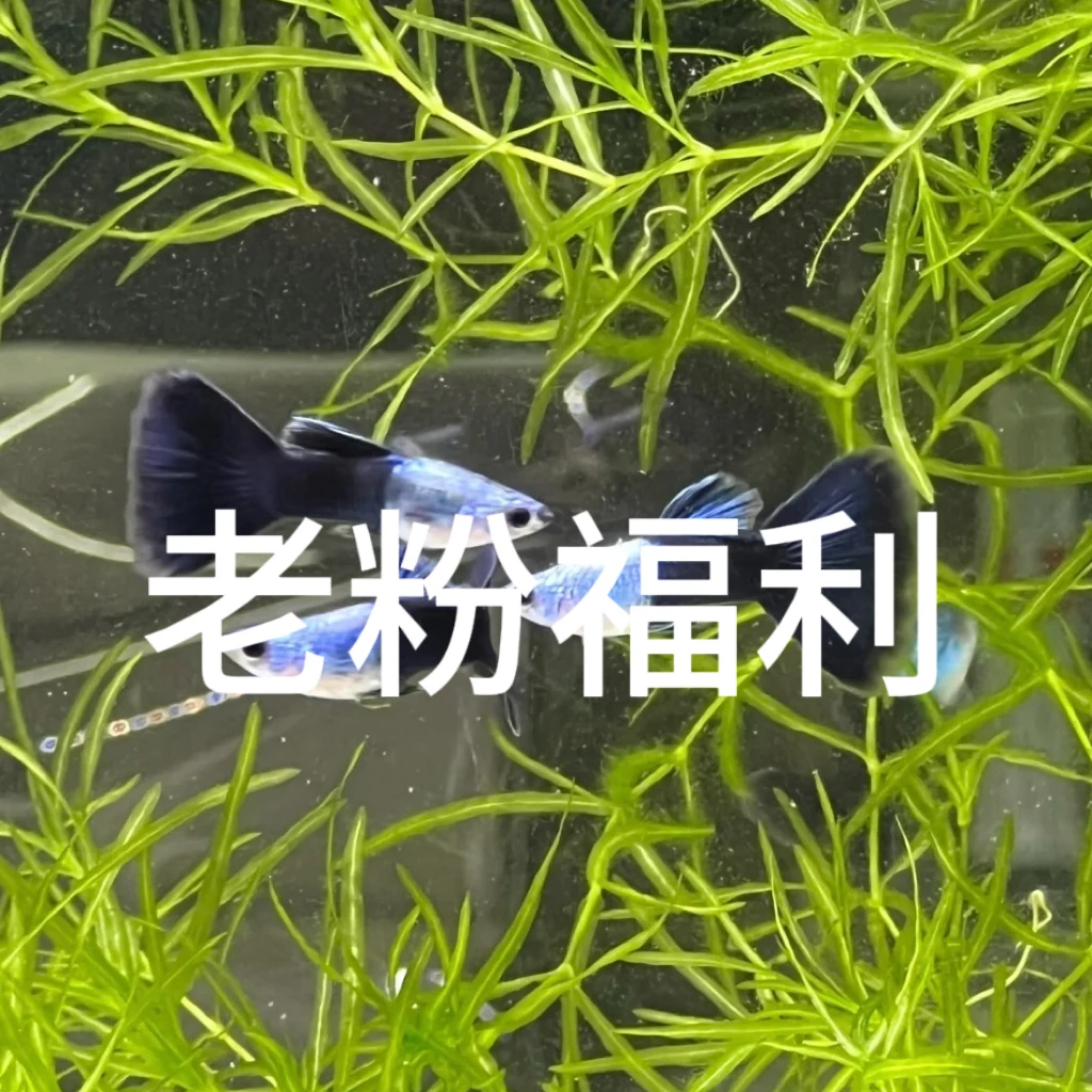 直播间专属 孔雀鱼观赏鱼 小型
