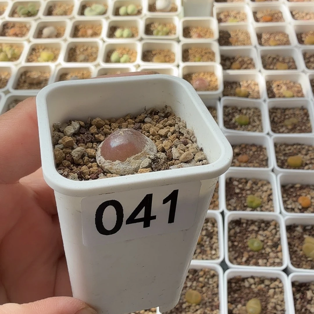 纯***色041灯泡一物一拍满20包邮