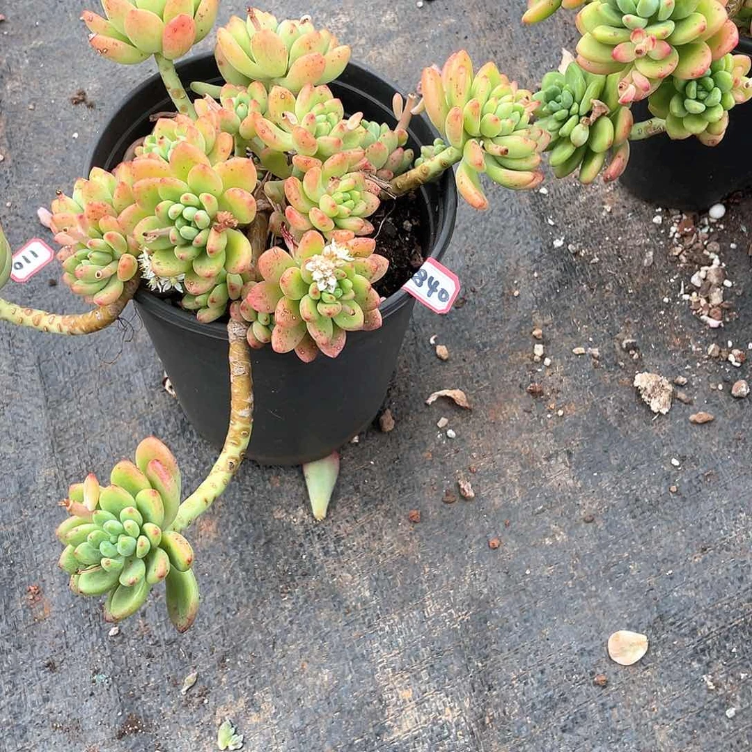 840香格里拉 一物一拍多肉