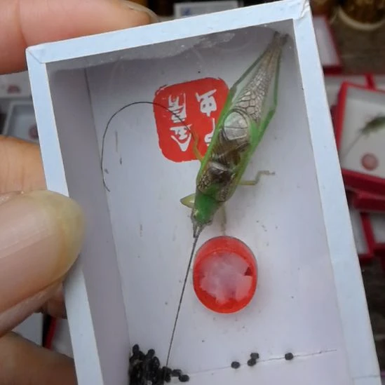 蟋蟀霍氏片蟋长须一条