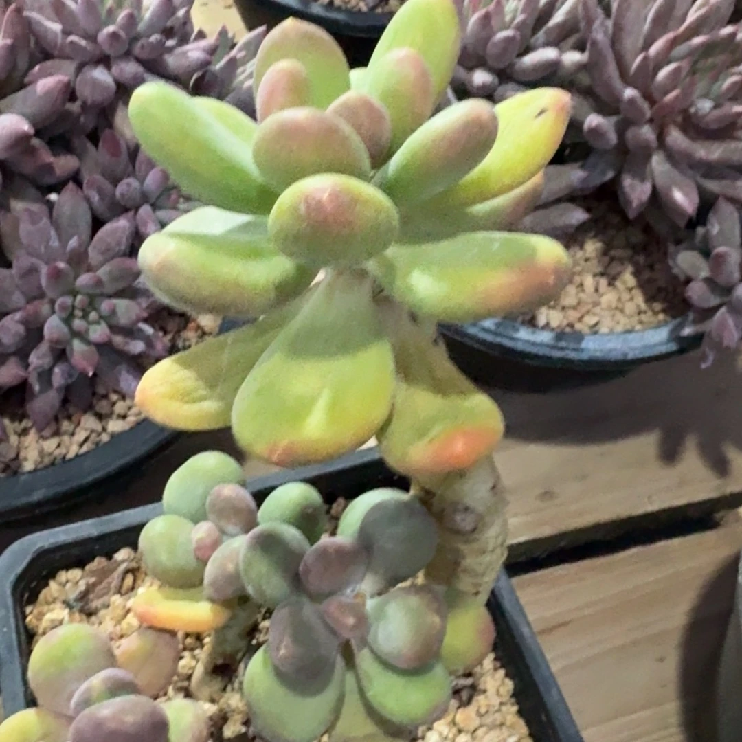 芒果奶酪多肉植物