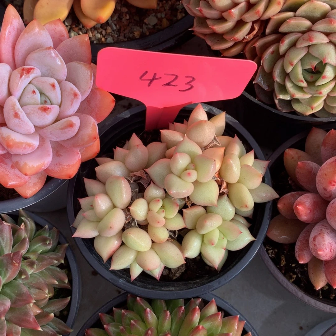 黄金象牙62626262626