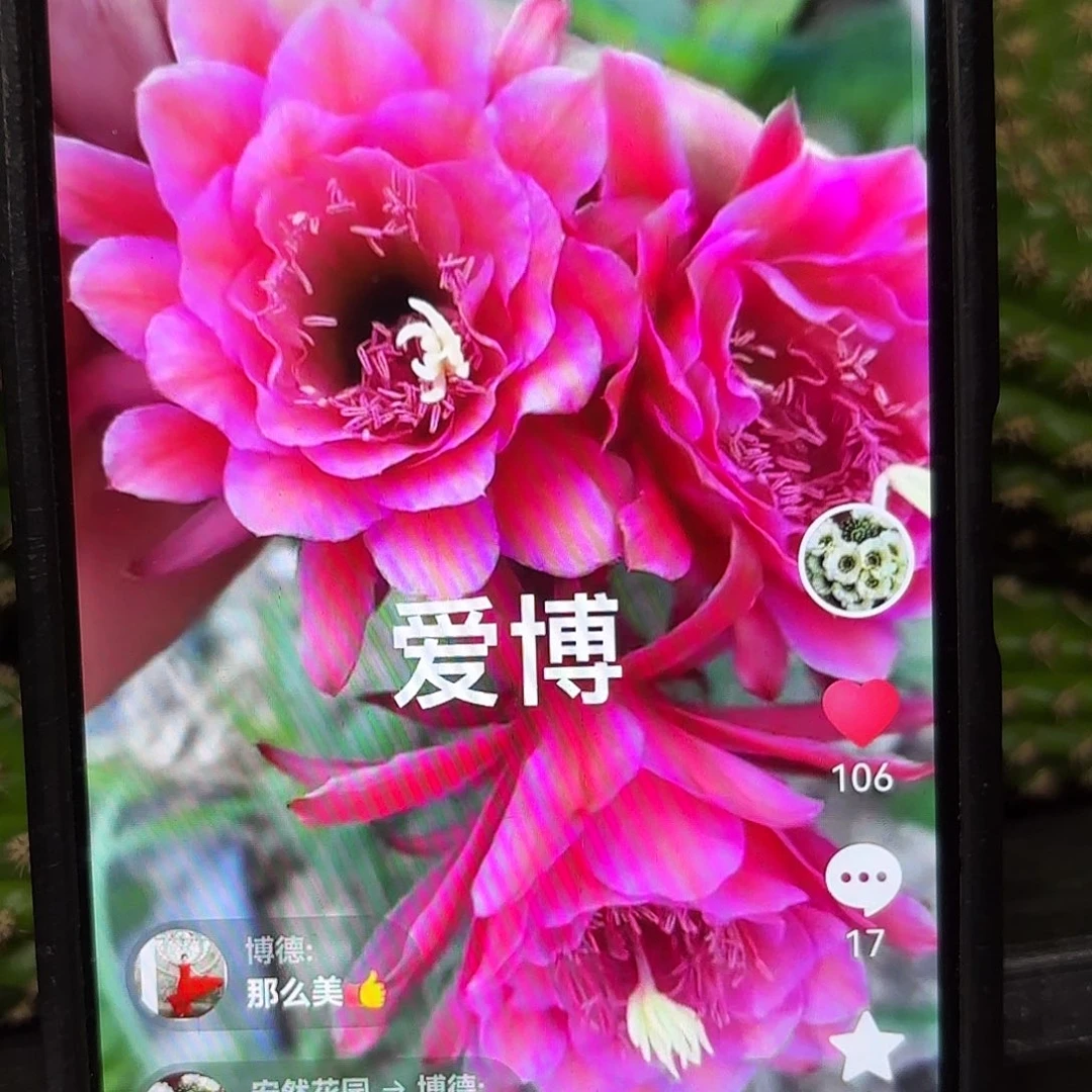 爱伯金妞侧牙20包邮仙人球4