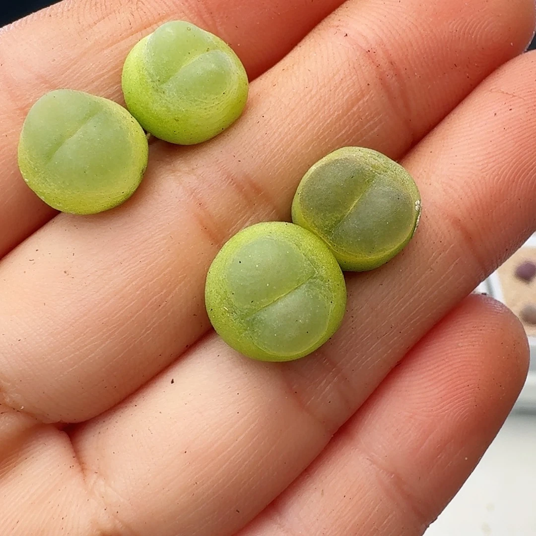 多肉植物福利风铃318