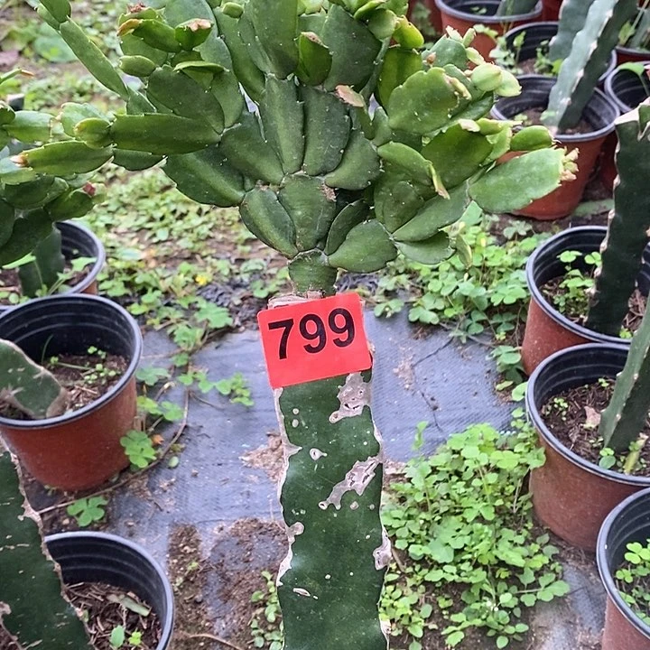 无花朵瑕疵苗柱有疤柱弯054，799号新疆不包邮