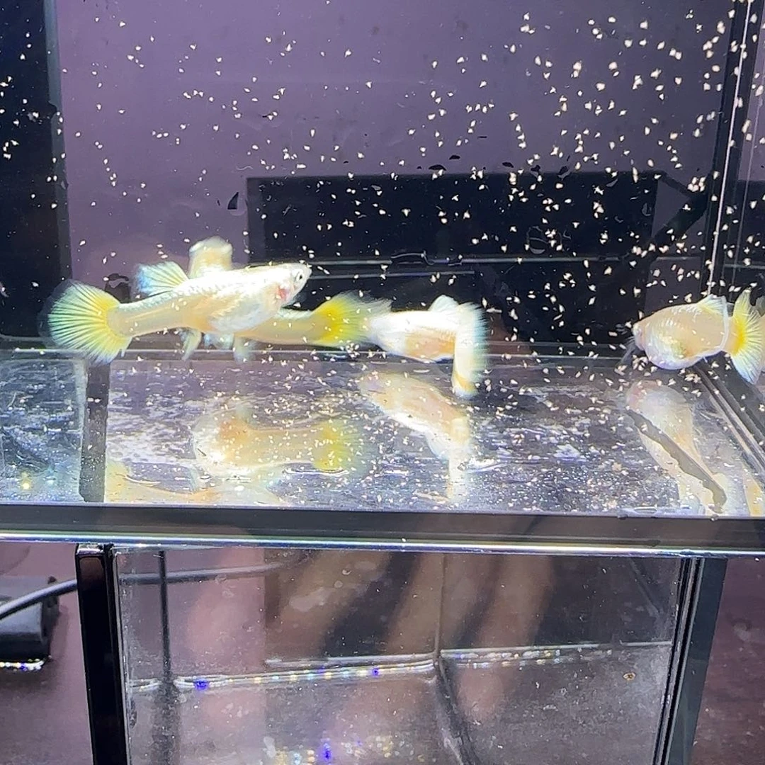孔雀鱼满鳞黄金金丝带四条