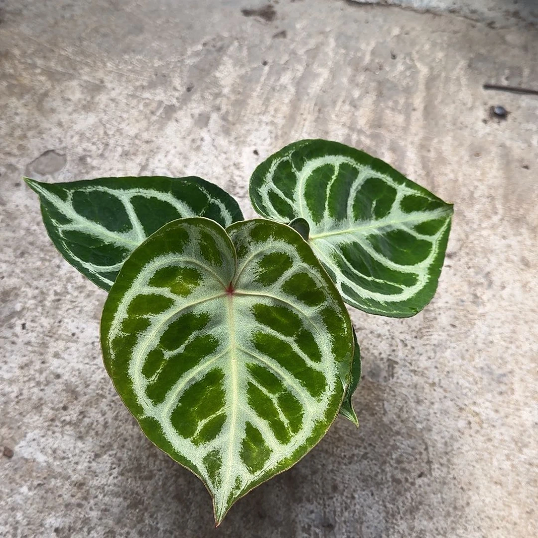 大***糖完全开放一物一拍F63