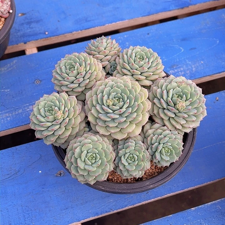 付熊猫脸，多肉植物