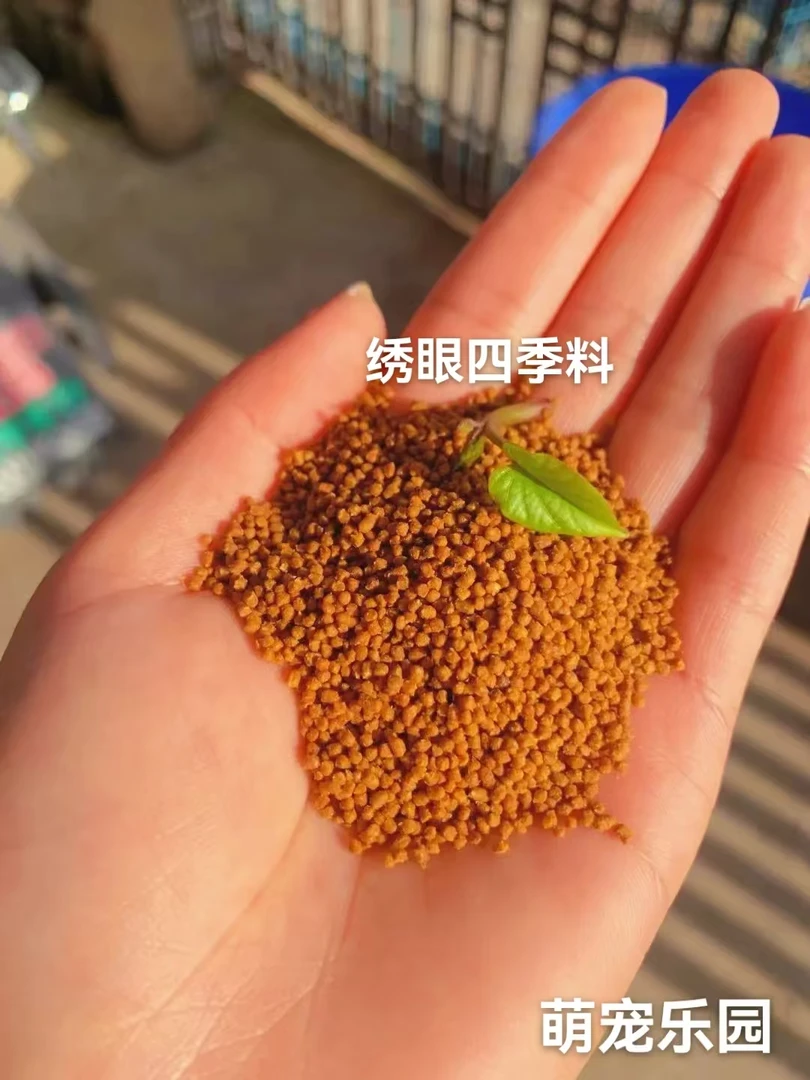 绣眼鸟绣眼四季料