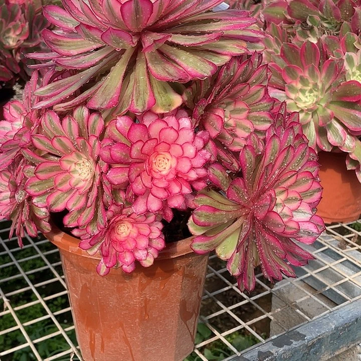 多肉法师法师多肉773