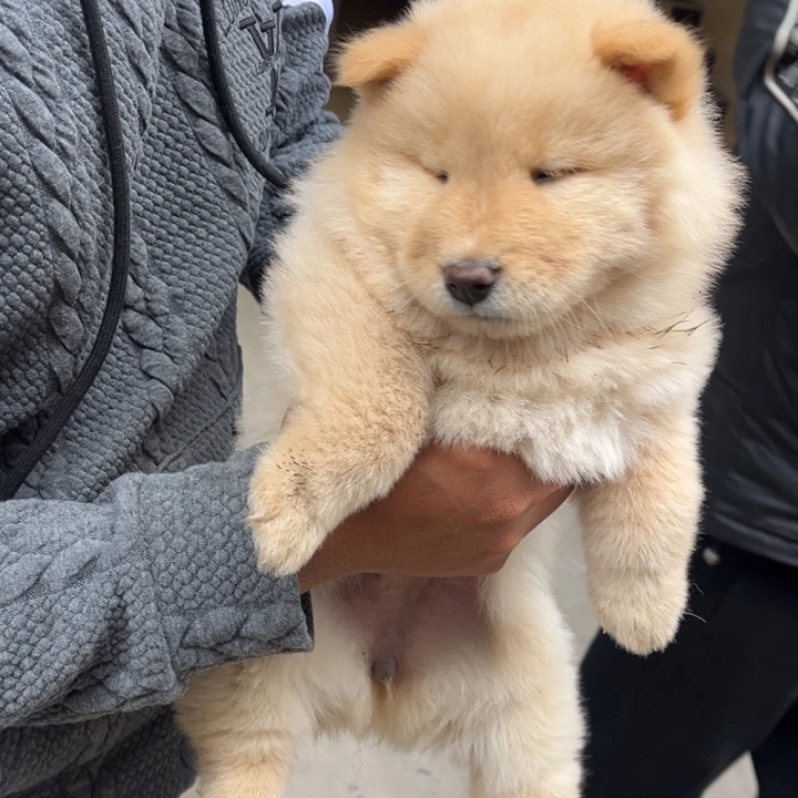 通***透中华田园犬小妹妹