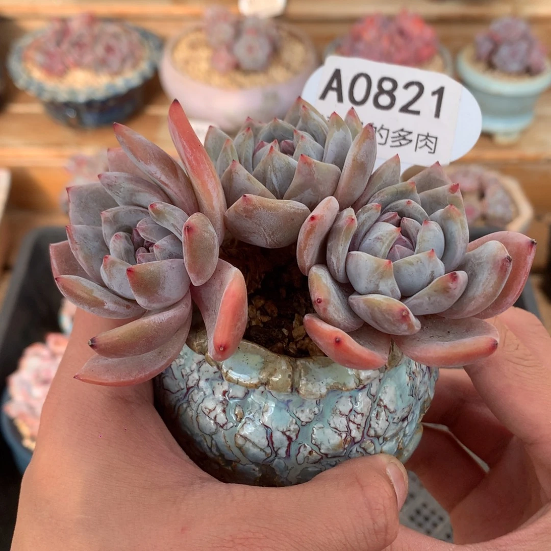 A0821 星影三头 无砍 9cm