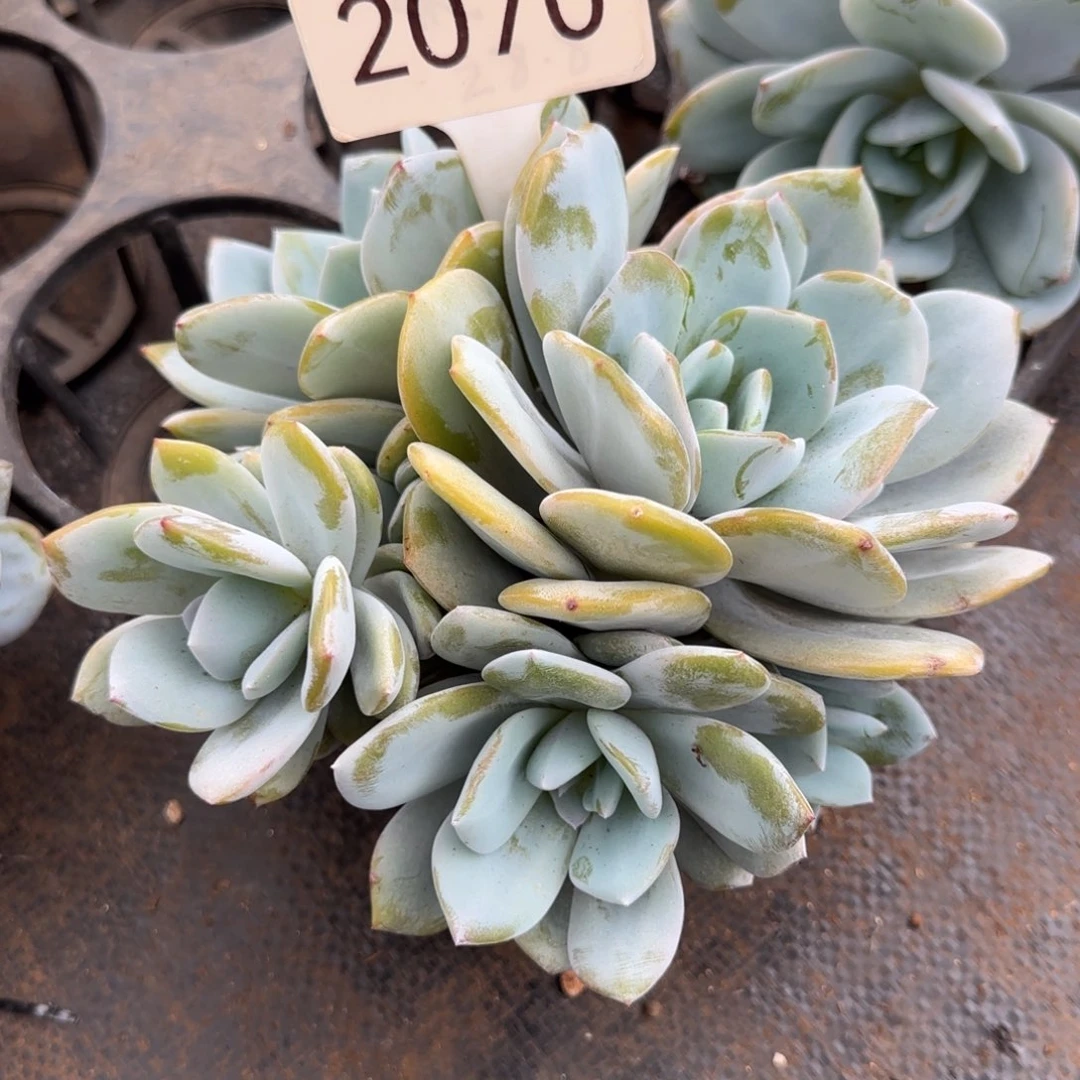 *****2070。     奶茶四头 小头不售后