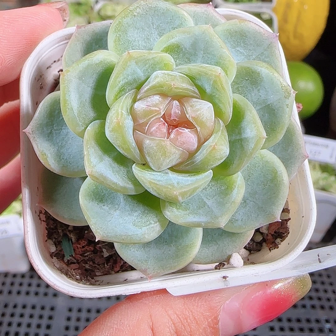 0916---132舒月糖心珍妮