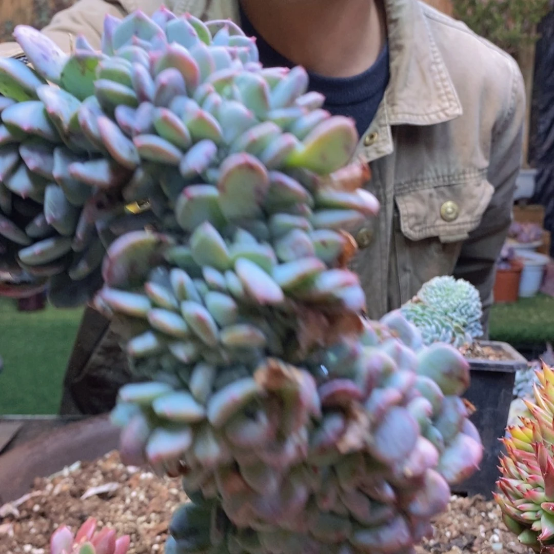 风*295号婴儿手指