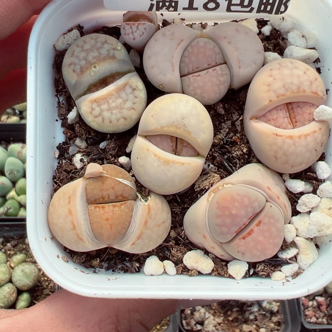 【闪购商品】1775……