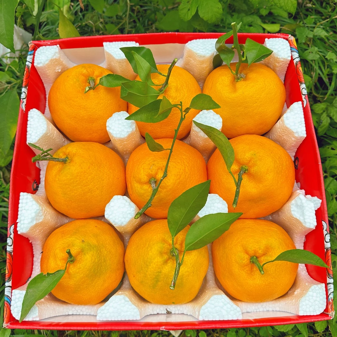 【RX坏果包赔】四川正宗春见耙耙柑新鲜当季水果鲜甜多汁孕妇水果