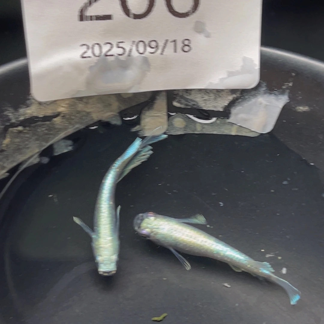 青鳉206玛利亚款鳍一对