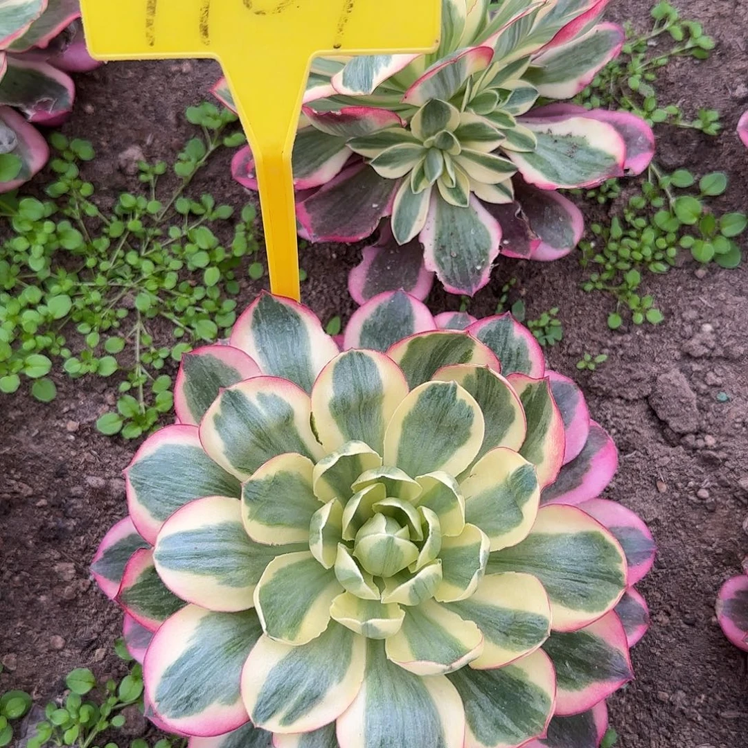 4109--如意多头多肉