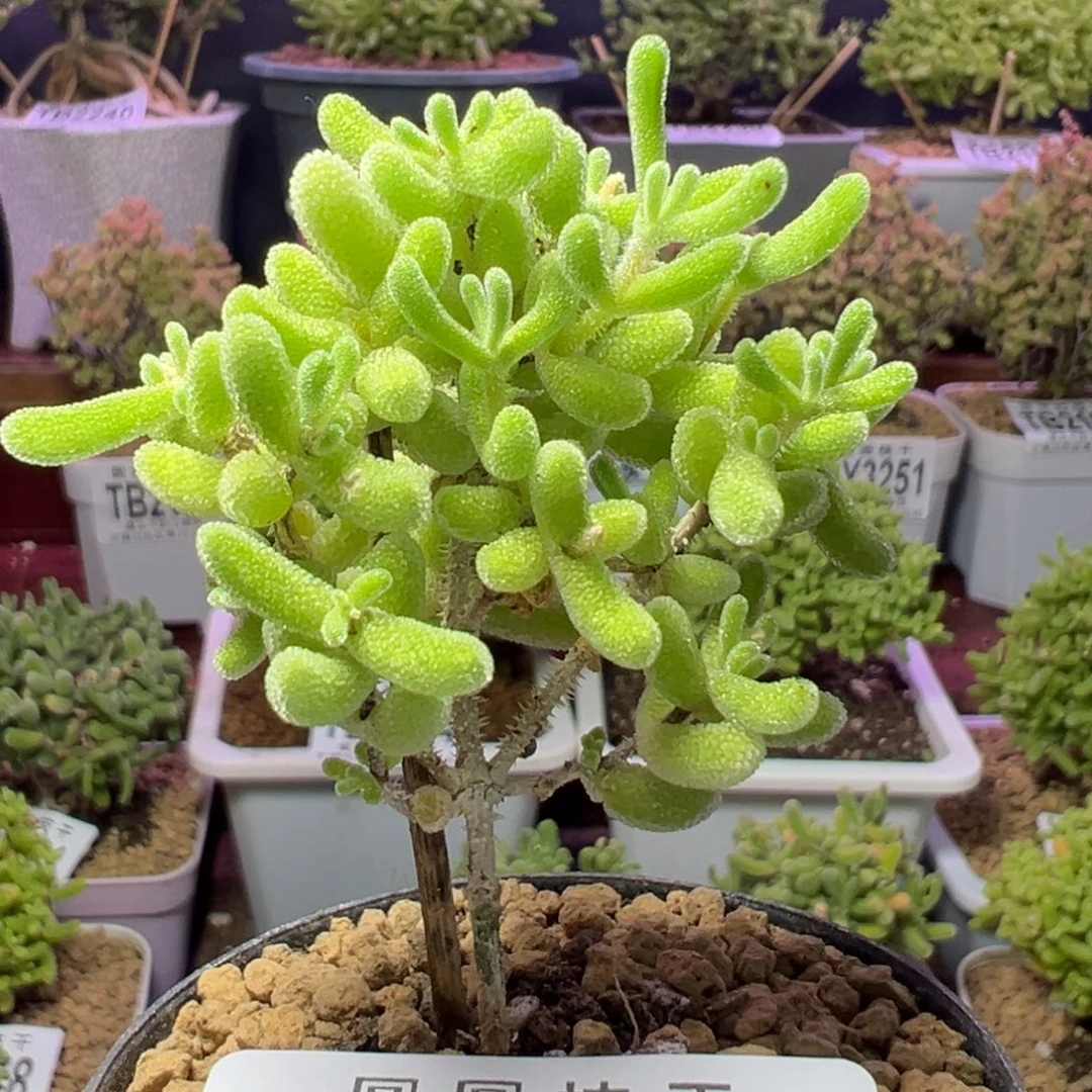 3303闪闪一物一拍