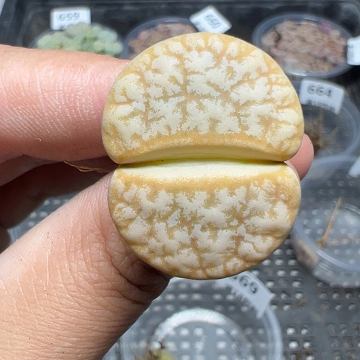 【闪购商品】670……