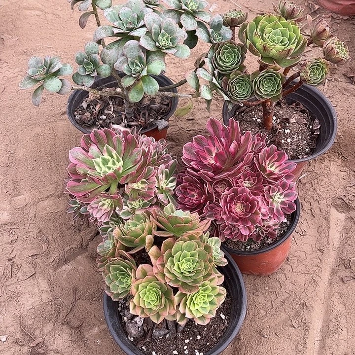 265多肉植物组合，