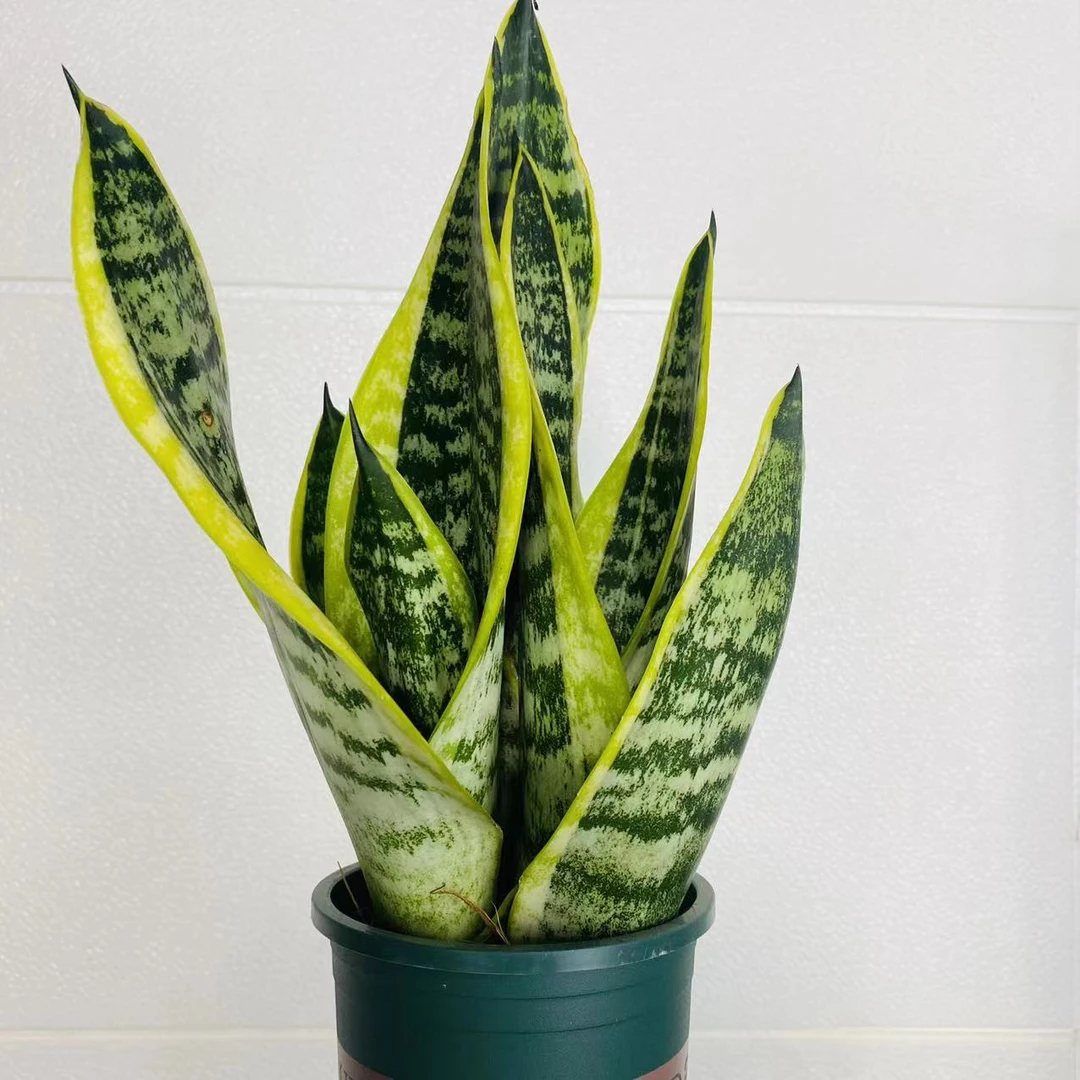 小盆金边虎皮兰盆栽桌面绿植办公室绿植室内绿植懒人绿植物叶片
