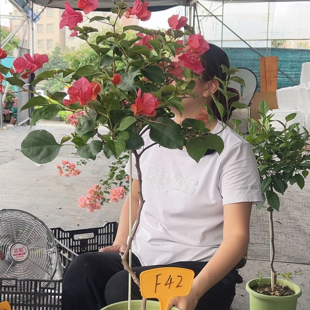 用***9大部分开放少量花苞F42暗夕