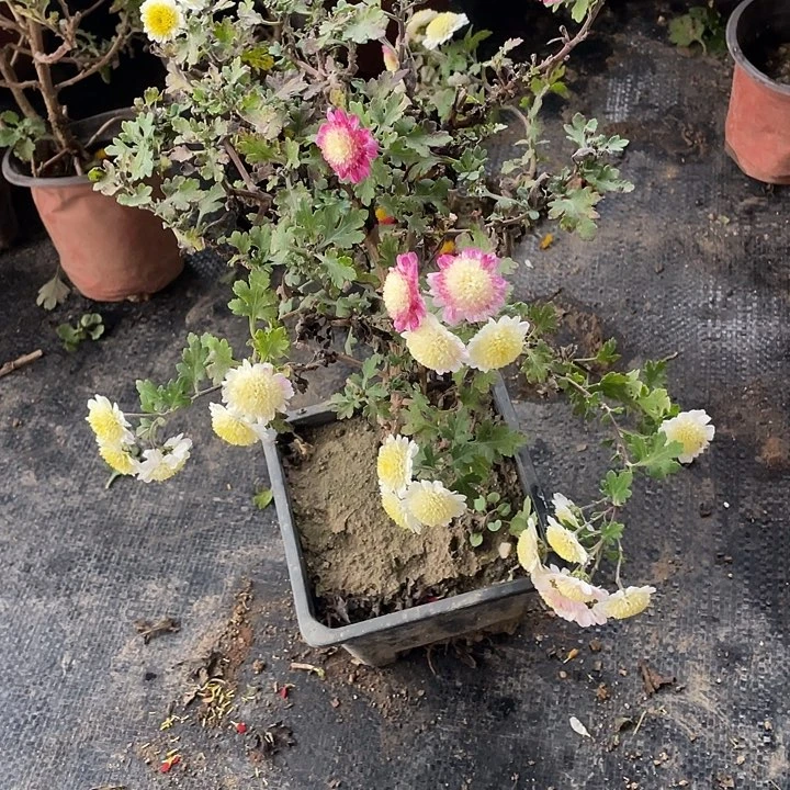 黑***儿完全开放20菊花菊花菊花