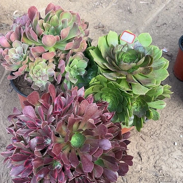 056多肉植物组合，