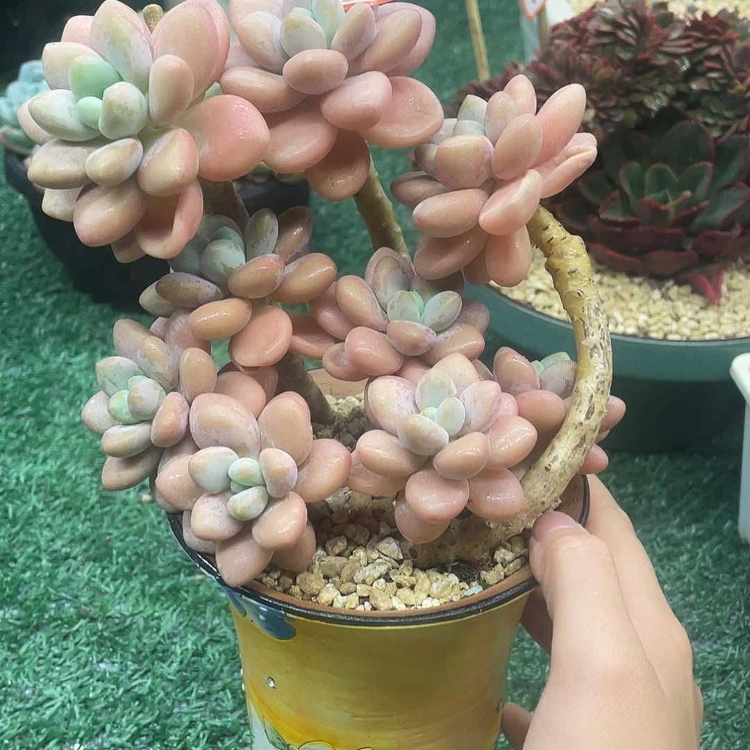 110一物一一拍鱼片一片