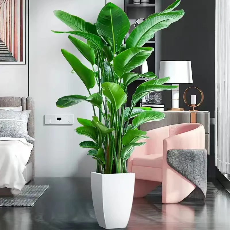 1.3- 1.5米天堂鸟室内外绿植盆栽好养活可净化空气