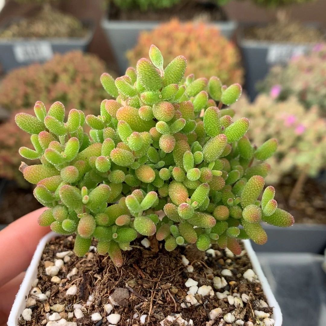 177蜜橘糖球 。