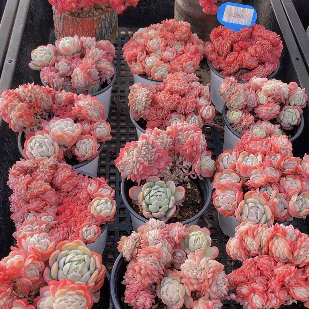 量拍67号 胭脂缀化一个