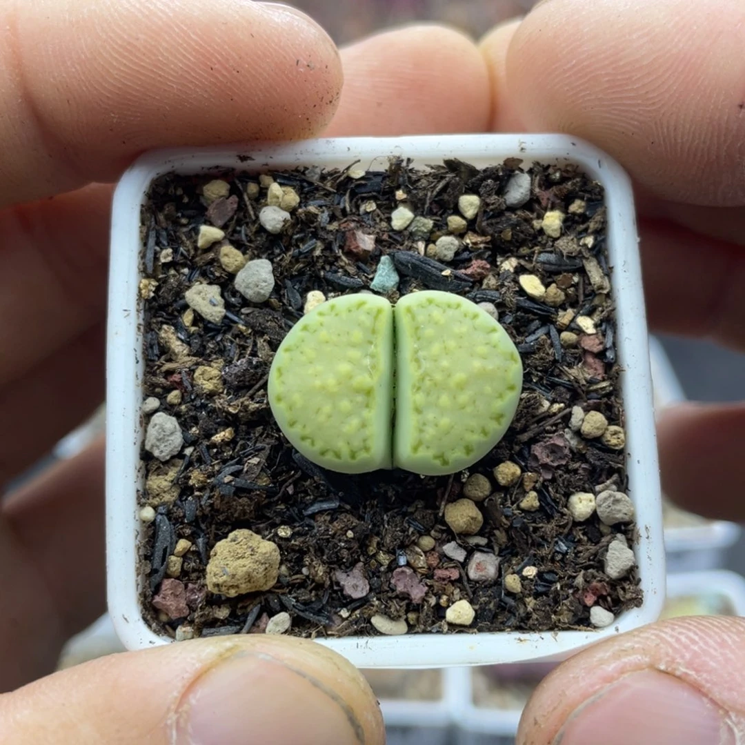 00000000000000000000541