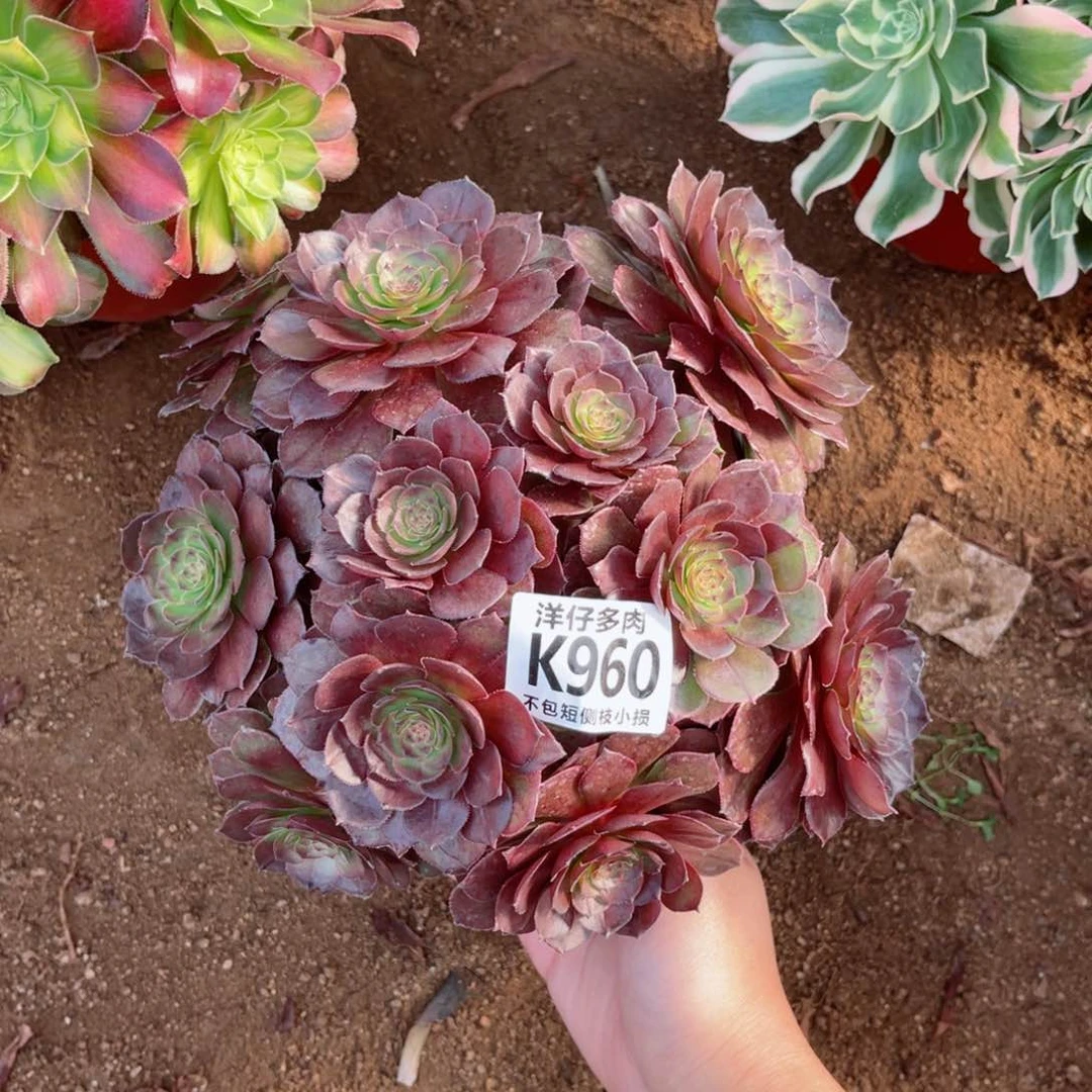 960黑骑士 冠幅18左右