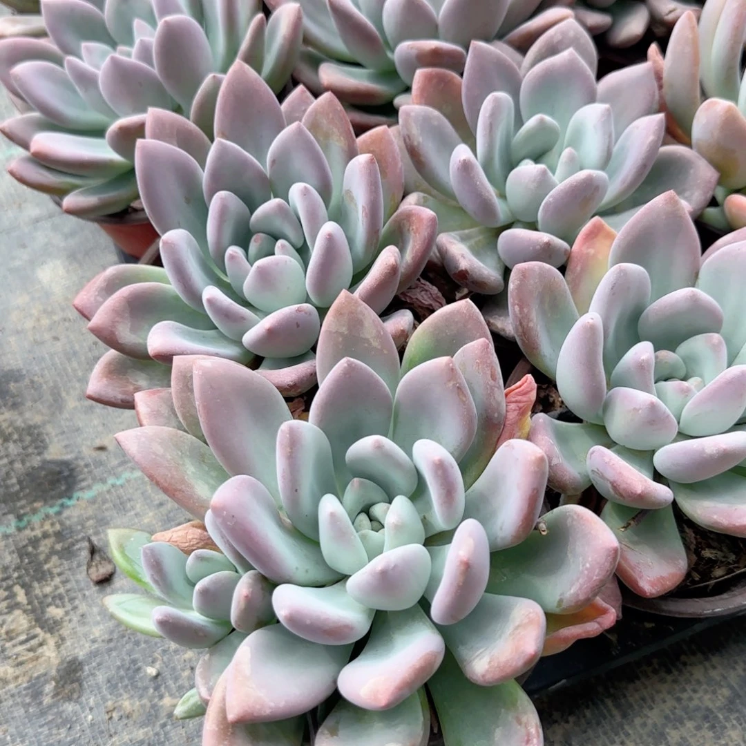 无花朵奥普大单头特价多肉