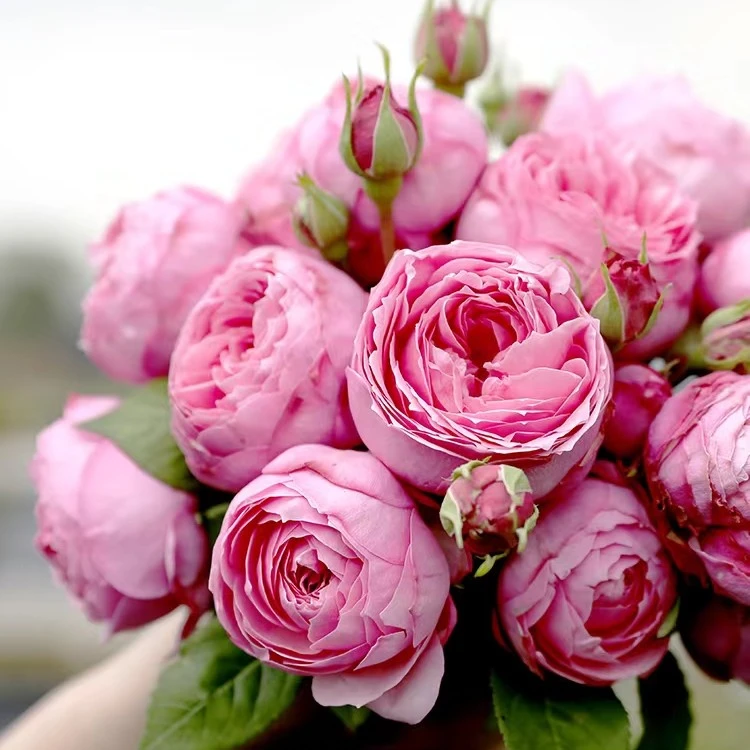 宫古京月季原盆原土发货扦插苗丰花抗病包邮