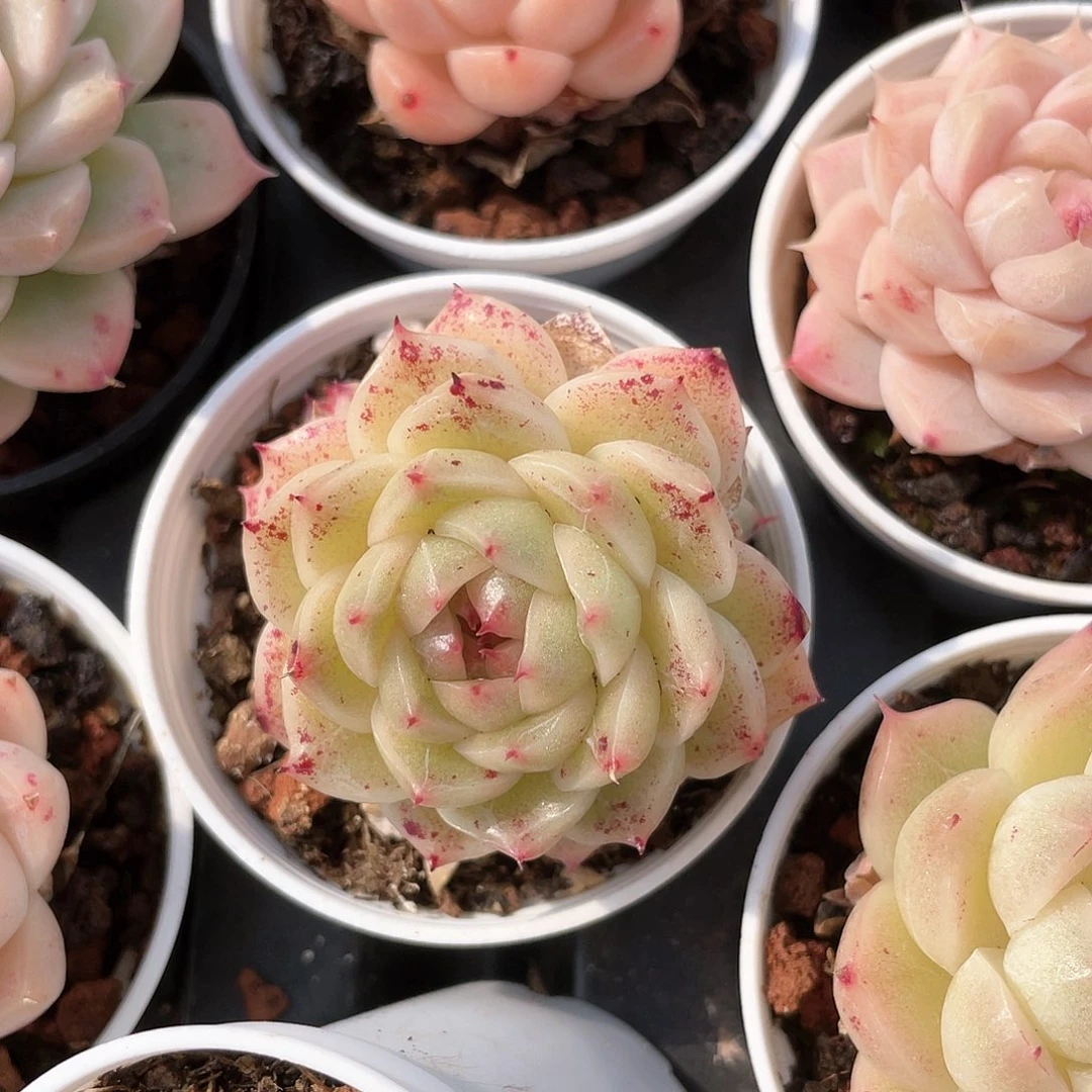 木*优选麦秆福利7309