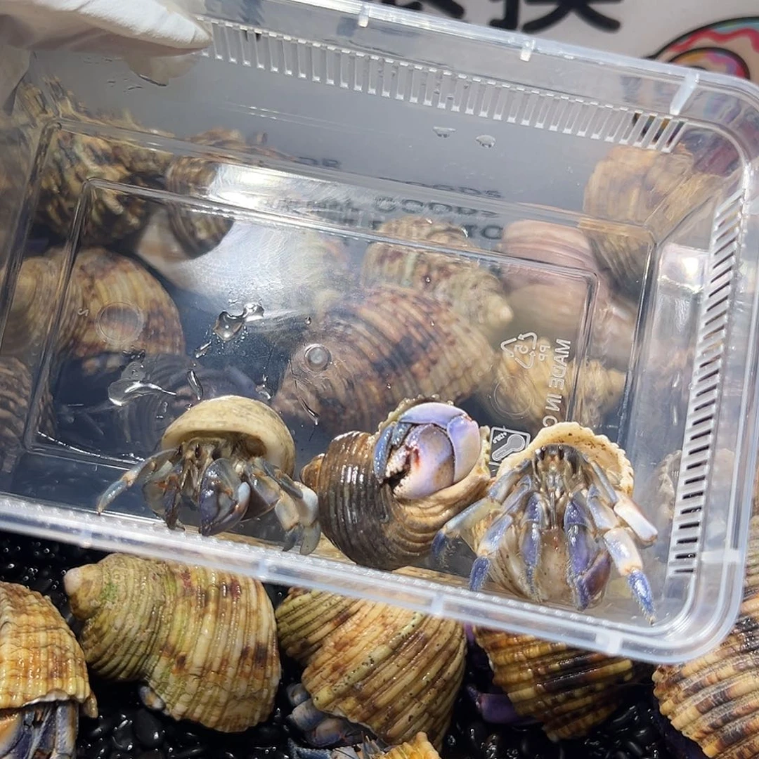 ゛****小祖宗专拍紫陆豆3只